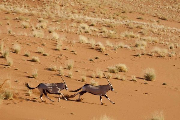 Oryx pair running, Dead Vlei, Sossusvlei, Namibia